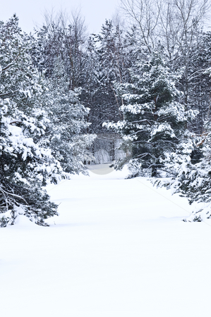 To use this stock image in your creative project, please select the size you need over to the right and click the "Add to Cart" button.
Your downloaded image will come with the Cutcaster watermark removed so don’t worry about the watermark you see on this page. Winter landscape stock photo, Winter landscape with snow covered trees and gray sky by Elena Elisseeva