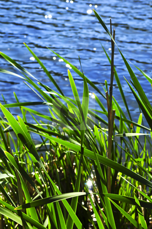To use this stock image in your creative project, please select the size you need over to the right and click the "Add to Cart" button.
Your downloaded image will come with the Cutcaster watermark removed so don’t worry about the watermark you see on this page. Reeds at water edge stock photo, Natural background of green reeds at water edge by Elena Elisseeva