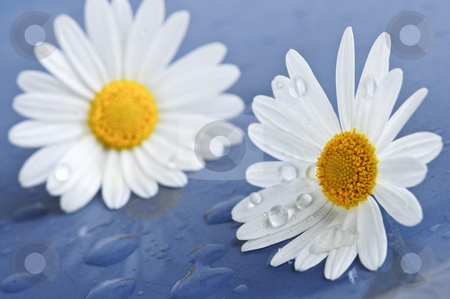 To use this stock image in your creative project, please select the size you need over to the right and click the "Add to Cart" button.
Your downloaded image will come with the Cutcaster watermark removed so don’t worry about the watermark you see on this page. Daisy flowers with water drops stock photo, White daisy flowers close up with water drops by Elena Elisseeva