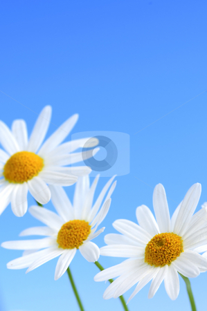 To use this stock image in your creative project, please select the size you need over to the right and click the "Add to Cart" button.
Your downloaded image will come with the Cutcaster watermark removed so don’t worry about the watermark you see on this page. Daisy flowers on blue background stock photo, Daisy flowers macro on light blue background by Elena Elisseeva