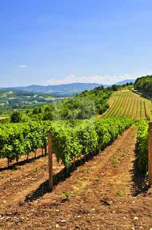 To use this stock image in your creative project, please select the size you need over to the right and click the "Add to Cart" button.
Your downloaded image will come with the Cutcaster watermark removed so don’t worry about the watermark you see on this page. Landscape with vineyard stock photo, Summer landscape with vineyard in rural Serbia by Elena Elisseeva