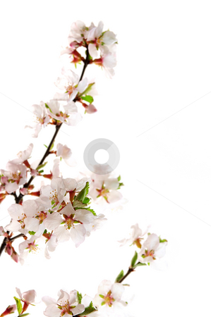 To use this stock image in your creative project, please select the size you need over to the right and click the "Add to Cart" button.
Your downloaded image will come with the Cutcaster watermark removed so don’t worry about the watermark you see on this page. Pink cherry blossom stock photo, Branch with pink cherry blossoms isolated on white background by Elena Elisseeva