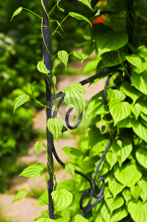 To use this stock image in your creative project, please select the size you need over to the right and click the "Add to Cart" button.
Your downloaded image will come with the Cutcaster watermark removed so don’t worry about the watermark you see on this page. Vine on wrought iron arbor stock photo, Closeup on green yam vine climbing on wrought iron arbor by Elena Elisseeva