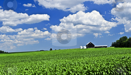 To use this stock image in your creative project, please select the size you need over to the right and click the "Add to Cart" button.
Your downloaded image will come with the Cutcaster watermark removed so don’t worry about the watermark you see on this page. Rural landscape stock photo, Panoramic rural summer landscape with green corn field and a farm by Elena Elisseeva