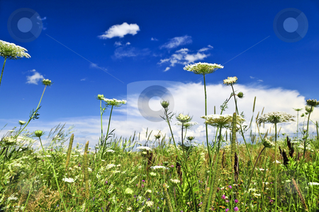 To use this stock image in your creative project, please select the size you need over to the right and click the "Add to Cart" button.
Your downloaded image will come with the Cutcaster watermark removed so don’t worry about the watermark you see on this page. Summer meadow stock photo, Summer meadow with wildflowers and blue sky by Elena Elisseeva