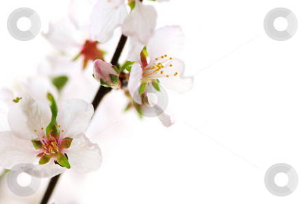 To use this stock image in your creative project, please select the size you need over to the right and click the "Add to Cart" button.
Your downloaded image will come with the Cutcaster watermark removed so don’t worry about the watermark you see on this page. Pink cherry blossom stock photo, Macro of pink cherry blossoms isolated on white background by Elena Elisseeva