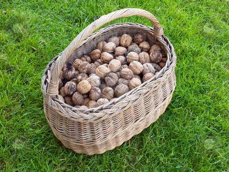 To use this stock image in your creative project, please select the size you need over to the right and click the "Add to Cart" button.
Your downloaded image will come with the Cutcaster watermark removed so don’t worry about the watermark you see on this page. Basket of Walnut stock photo, Lot of walnuts in the basket after gathering. by Sinisa Botas