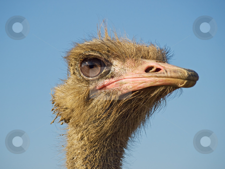 To use this stock image in your creative project, please select the size you need over to the right and click the "Add to Cart" button.
Your downloaded image will come with the Cutcaster watermark removed so don’t worry about the watermark you see on this page. Ostrich profile stock photo, Profile of ostrich face on a clear sky background. by Sinisa Botas
