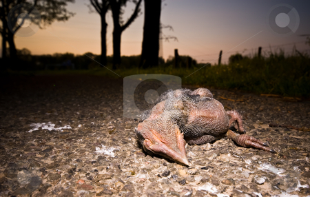 To use this stock image in your creative project, please select the size you need over to the right and click the "Add to Cart" button.
Your downloaded image will come with the Cutcaster watermark removed so don’t worry about the watermark you see on this page. Dead bird stock photo, Young dead bird on the pavement by Karin Claus