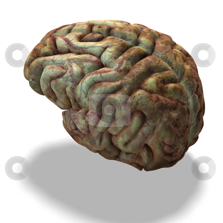 To use this stock image in your creative project, please select the size you need over to the right and click the "Add to Cart" button.
Your downloaded image will come with the Cutcaster watermark removed so don’t worry about the watermark you see on this page. Older human brain stock photo, Rendering of a human brain which look used with clipping path by Ralf Kraft