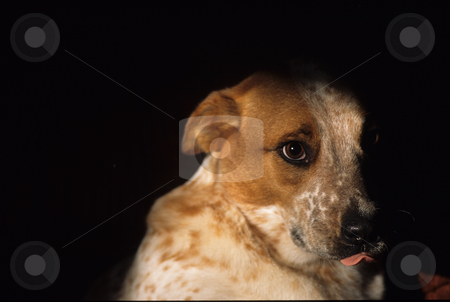 To use this stock image in your creative project, please select the size you need over to the right and click the "Add to Cart" button.
Your downloaded image will come with the Cutcaster watermark removed so don’t worry about the watermark you see on this page. Blue Heeler stock photo, Dog Blue Heeler Mix by Mallorey Orcutt