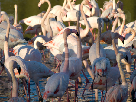To use this stock image in your creative project, please select the size you need over to the right and click the "Add to Cart" button.
Your downloaded image will come with the Cutcaster watermark removed so don’t worry about the watermark you see on this page. Pink flamingos stock photo, Group of pink flamingos with water reflection by Laurent Dambies