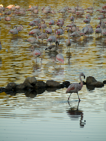 To use this stock image in your creative project, please select the size you need over to the right and click the "Add to Cart" button.
Your downloaded image will come with the Cutcaster watermark removed so don’t worry about the watermark you see on this page. Pink flamingos stock photo, Group of pink flamingos with water reflection by Laurent Dambies