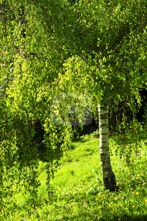 To use this stock image in your creative project, please select the size you need over to the right and click the "Add to Cart" button.
Your downloaded image will come with the Cutcaster watermark removed so don’t worry about the watermark you see on this page. Green birch tree stock photo, Birch tree with young green foliage backlit by spring sun by Elena Elisseeva