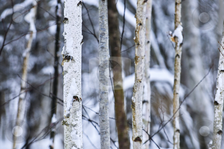 To use this stock image in your creative project, please select the size you need over to the right and click the "Add to Cart" button.
Your downloaded image will come with the Cutcaster watermark removed so don’t worry about the watermark you see on this page. Tree trunks in winter stock photo, Natural background of tree trunks in winter by Elena Elisseeva