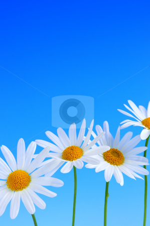 To use this stock image in your creative project, please select the size you need over to the right and click the "Add to Cart" button.
Your downloaded image will come with the Cutcaster watermark removed so don’t worry about the watermark you see on this page. Daisy flowers on blue background stock photo, Daisy flowers in a row on light blue background by Elena Elisseeva