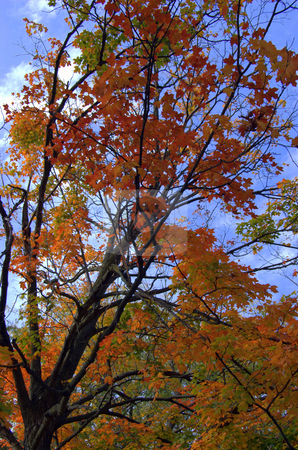 To use this stock image in your creative project, please select the size you need over to the right and click the "Add to Cart" button.
Your downloaded image will come with the Cutcaster watermark removed so don’t worry about the watermark you see on this page. Maple tree at peak fall color stock photo, by Heather Shelley