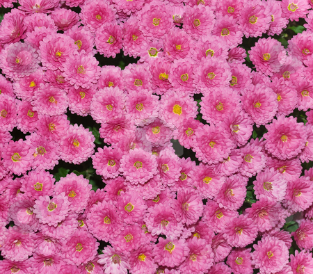 To use this stock image in your creative project, please select the size you need over to the right and click the "Add to Cart" button.
Your downloaded image will come with the Cutcaster watermark removed so don’t worry about the watermark you see on this page. Chrysanthemum stock photo, Pink chrysanthemum flowers in full bloom in autumn by Ivan Paunovic