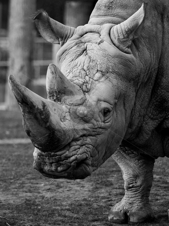 To use this stock image in your creative project, please select the size you need over to the right and click the "Add to Cart" button.
Your downloaded image will come with the Cutcaster watermark removed so don’t worry about the watermark you see on this page. Rhino stock photo, by Flemming Jacobsen