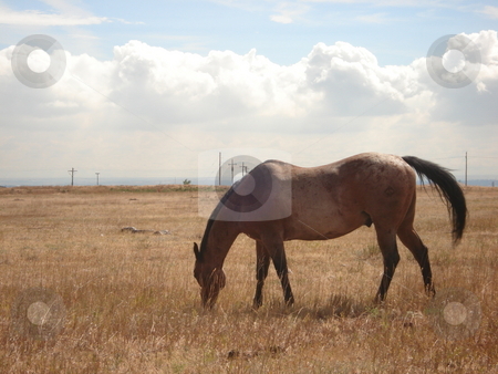 To use this stock image in your creative project, please select the size you need over to the right and click the "Add to Cart" button.
Your downloaded image will come with the Cutcaster watermark removed so don’t worry about the watermark you see on this page. Grazing Horse in Colorado Pasture stock photo, A horse grazes in an open Colorado field under a cloudy sky in Summer. by Ben O'Neal
