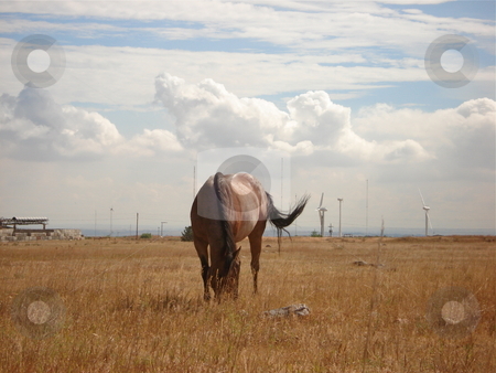 To use this stock image in your creative project, please select the size you need over to the right and click the "Add to Cart" button.
Your downloaded image will come with the Cutcaster watermark removed so don’t worry about the watermark you see on this page. Grazing Horse in Colorado Pasture stock photo, A horse grazes in an open Colorado field under a cloudy sky in Summer. by Ben O'Neal