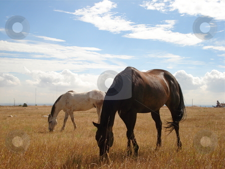 To use this stock image in your creative project, please select the size you need over to the right and click the "Add to Cart" button.
Your downloaded image will come with the Cutcaster watermark removed so don’t worry about the watermark you see on this page. Horses Grazing in Colorado stock photo, Two horses together eating ang playing near a barbed wire fence in a Colorado Field. by Ben O'Neal