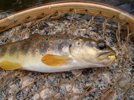 To use this stock image in your creative project, please select the size you need over to the right and click the "Add to Cart" button.
Your downloaded image will come with the Cutcaster watermark removed so don’t worry about the watermark you see on this page. Brown Trout in the Net stock photo, A brown trout caught in the net before being release back into a Colorado stream. by Ben O'Neal