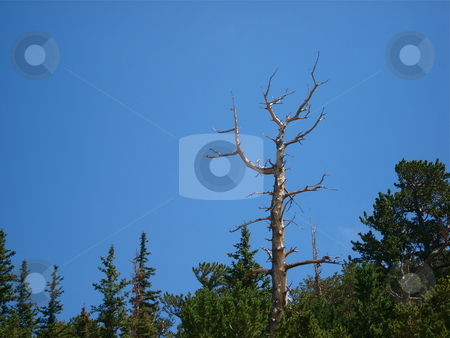To use this stock image in your creative project, please select the size you need over to the right and click the "Add to Cart" button.
Your downloaded image will come with the Cutcaster watermark removed so don’t worry about the watermark you see on this page. Trees in the Clear Blue Sky stock photo, Colorado sky and trees on a hike in the Summer. by Ben O'Neal