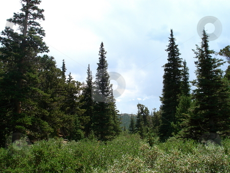 To use this stock image in your creative project, please select the size you need over to the right and click the "Add to Cart" button.
Your downloaded image will come with the Cutcaster watermark removed so don’t worry about the watermark you see on this page. Colorado Evergreens stock photo, Pine trees are all over the place on a hike in the Colorado mountains. by Ben O'Neal