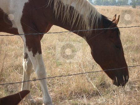 To use this stock image in your creative project, please select the size you need over to the right and click the "Add to Cart" button.
Your downloaded image will come with the Cutcaster watermark removed so don’t worry about the watermark you see on this page. Grazing Horse in Colorado Pasture stock photo, A horse grazes in an open Colorado field under a cloudy sky in Summer. by Ben O'Neal