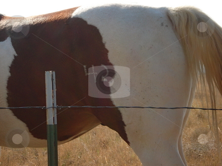 To use this stock image in your creative project, please select the size you need over to the right and click the "Add to Cart" button.
Your downloaded image will come with the Cutcaster watermark removed so don’t worry about the watermark you see on this page. Horse Tail stock photo, A brown and white horse wags its tail while it grazes on the grass in a Colorado Pasture. by Ben O'Neal