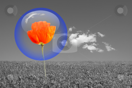 To use this stock image in your creative project, please select the size you need over to the right and click the "Add to Cart" button.
Your downloaded image will come with the Cutcaster watermark removed so don’t worry about the watermark you see on this page. Bubble stock photo, Red poppy protected by a blue bubble in a grey environment . Nature protection concept. by Serge VILLA