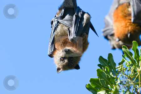 To use this stock image in your creative project, please select the size you need over to the right and click the "Add to Cart" button.
Your downloaded image will come with the Cutcaster watermark removed so don’t worry about the watermark you see on this page. Bats stock photo, A bat hanging in a tree against a blue sky by Nicholas Rjabow