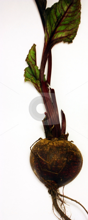 To use this stock image in your creative project, please select the size you need over to the right and click the "Add to Cart" button.
Your downloaded image will come with the Cutcaster watermark removed so don’t worry about the watermark you see on this page. Beet stock photo, Beet on white. by Julie Bentz