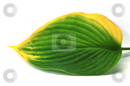 To use this stock image in your creative project, please select the size you need over to the right and click the "Add to Cart" button.
Your downloaded image will come with the Cutcaster watermark removed so don’t worry about the watermark you see on this page. Leaf turning yellow stock photo, Leaf going from green to yellow in early autumn by Per W?