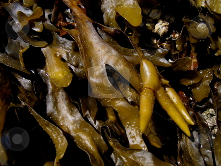 To use this stock image in your creative project, please select the size you need over to the right and click the "Add to Cart" button.
Your downloaded image will come with the Cutcaster watermark removed so don’t worry about the watermark you see on this page. STILL LIFE, SEAWEED stock photo, STILL LIFE, SEAWEED by Johnny Roberts