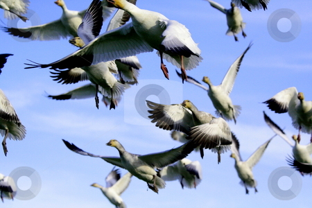 To use this stock image in your creative project, please select the size you need over to the right and click the "Add to Cart" button.
Your downloaded image will come with the Cutcaster watermark removed so don’t worry about the watermark you see on this page. FLIGHT stock photo, SNOW GEESE IN FLIGHT by Johnny Roberts