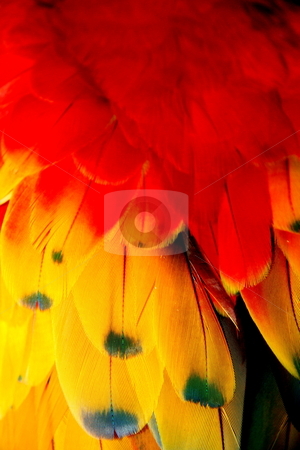 To use this stock image in your creative project, please select the size you need over to the right and click the "Add to Cart" button.
Your downloaded image will come with the Cutcaster watermark removed so don’t worry about the watermark you see on this page. PARROT FEATHERS stock photo, PARROT FEATHERS by Johnny Roberts