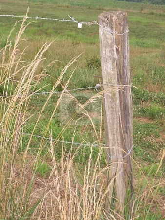 To use this stock image in your creative project, please select the size you need over to the right and click the "Add to Cart" button.
Your downloaded image will come with the Cutcaster watermark removed so don’t worry about the watermark you see on this page. Fence Post Holding Three Strands of Barbed Wire stock photo, Wooden fence post holds three strands of barbed wire with meadow in background by Krystal McCammon