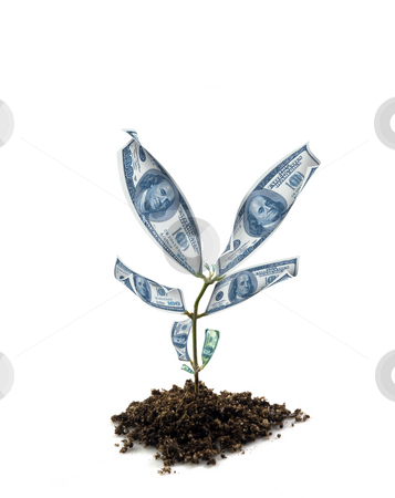 To use this stock image in your creative project, please select the size you need over to the right and click the "Add to Cart" button.
Your downloaded image will come with the Cutcaster watermark removed so don’t worry about the watermark you see on this page. Money plant stock photo, Dollar money plant isolated on white by Nicolas Nadjar