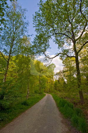 To use this stock image in your creative project, please select the size you need over to the right and click the "Add to Cart" button.
Your downloaded image will come with the Cutcaster watermark removed so don’t worry about the watermark you see on this page. Forest road stock photo, County road through a nice bright forest by Karin Claus