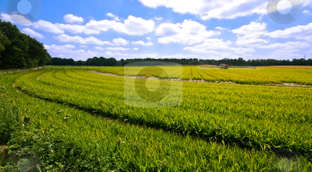 To use this stock image in your creative project, please select the size you need over to the right and click the "Add to Cart" button.
Your downloaded image will come with the Cutcaster watermark removed so don’t worry about the watermark you see on this page. Green pasture stock photo, Bright green farmlandscape on a sunny day with blue sky and clouds by Karin Claus