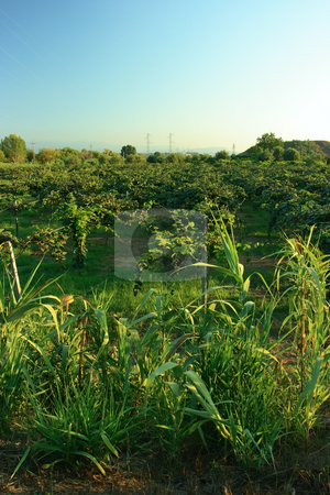 To use this stock image in your creative project, please select the size you need over to the right and click the "Add to Cart" button.
Your downloaded image will come with the Cutcaster watermark removed so don’t worry about the watermark you see on this page. Kiwi garden stock photo, Kiwi garden in the light of sunset in Rosarno, Southern Italy by Natalia Macheda