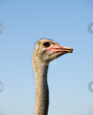 To use this stock image in your creative project, please select the size you need over to the right and click the "Add to Cart" button.
Your downloaded image will come with the Cutcaster watermark removed so don’t worry about the watermark you see on this page. Ostrich stock photo, Profile of ostrich with a clear sky background. by Sinisa Botas