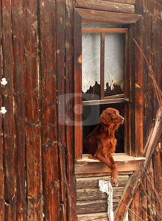 To use this stock image in your creative project, please select the size you need over to the right and click the "Add to Cart" button.
Your downloaded image will come with the Cutcaster watermark removed so don’t worry about the watermark you see on this page. Home Alone stock photo, Brown dog outside a shack window at turkish countryside by Kobby Dagan
