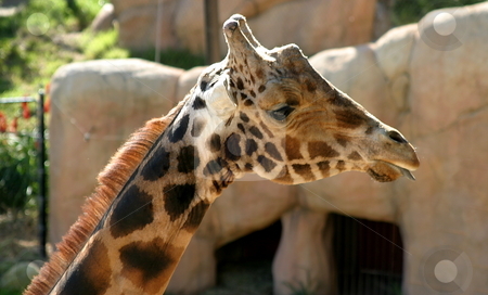 To use this stock image in your creative project, please select the size you need over to the right and click the "Add to Cart" button.
Your downloaded image will come with the Cutcaster watermark removed so don’t worry about the watermark you see on this page. Baringo Giraffe stock photo, The Rothschild Giraffe also known as the Baringo Giraffe or as the Ugandan Giraffe is one of the most endangered giraffe subspecies. by Henrik Lehnerer