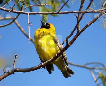To use this stock image in your creative project, please select the size you need over to the right and click the "Add to Cart" button.
Your downloaded image will come with the Cutcaster watermark removed so don’t worry about the watermark you see on this page. Masked Weaver (Ploceus Velatus) stock photo, A male masked weaver exhibiting his breeding plumage, South Africa by Martie Venter
