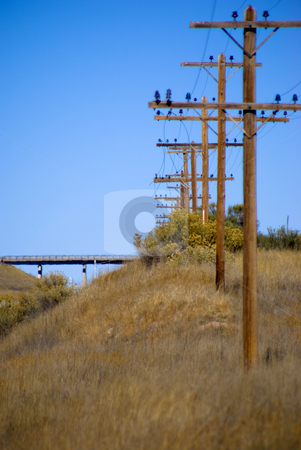 To use this stock image in your creative project, please select the size you need over to the right and click the "Add to Cart" button.
Your downloaded image will come with the Cutcaster watermark removed so don’t worry about the watermark you see on this page. Line of power poles stock photo, Electrical power poles in a line by RCarner Photography
