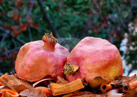 To use this stock image in your creative project, please select the size you need over to the right and click the "Add to Cart" button.
Your downloaded image will come with the Cutcaster watermark removed so don’t worry about the watermark you see on this page. Dry Pomegranates stock photo, Two dry red pomegranates surrounded with autumn colors by Denis Radovanovic