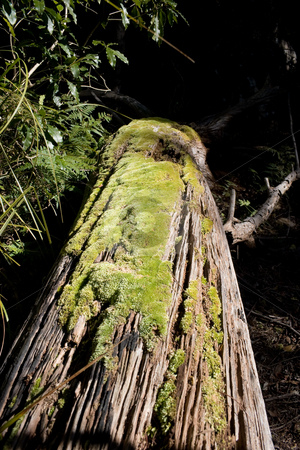 To use this stock image in your creative project, please select the size you need over to the right and click the "Add to Cart" button.
Your downloaded image will come with the Cutcaster watermark removed so don’t worry about the watermark you see on this page. Moss stock photo, Moss on a tree trunk by Nicholas Rjabow
